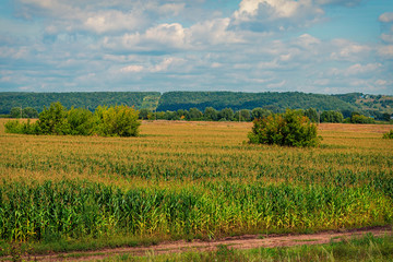 Fototapeta na wymiar the cornfield,captured on an August day in Chuvash Republic in Russia