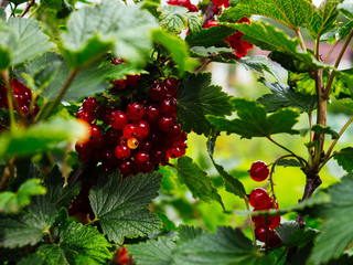 Fototapeta premium Ripe red currant on a branch in the garden. The sun's rays fall on the juicy red currant.