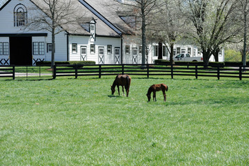Thoroughbred horses on Kentucky horse farm