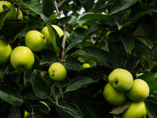 Ripe, green apples on a branch in the garden. Juicy apples grown at home.