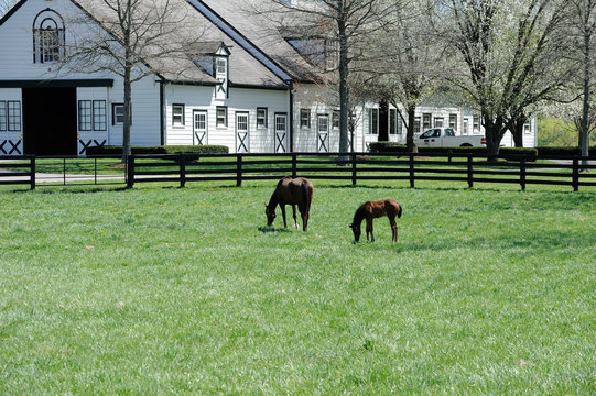 Thoroughbred horses on Kentucky horse farm