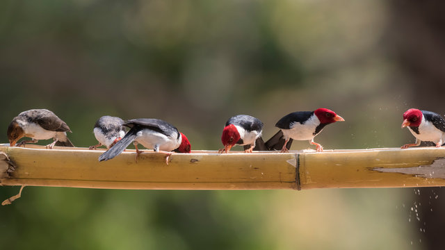 Yellow billed Cardinal,perched on a liana,Pantanal forest, Brazil