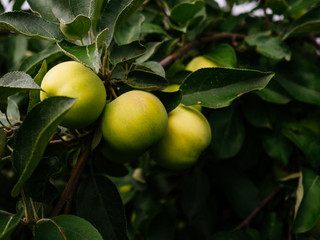 Ripe, green apples on a branch in the garden. Juicy apples grown at home.