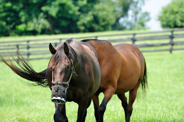 Thoroughbred horses on Kentucky horse farm