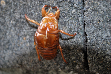 Cicada_Shell