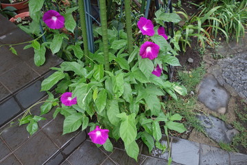 雨に濡れた紫の朝顔の花
