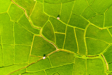 Aerial view of agriculture in rice fields for cultivation in Nan Province, Thailand.