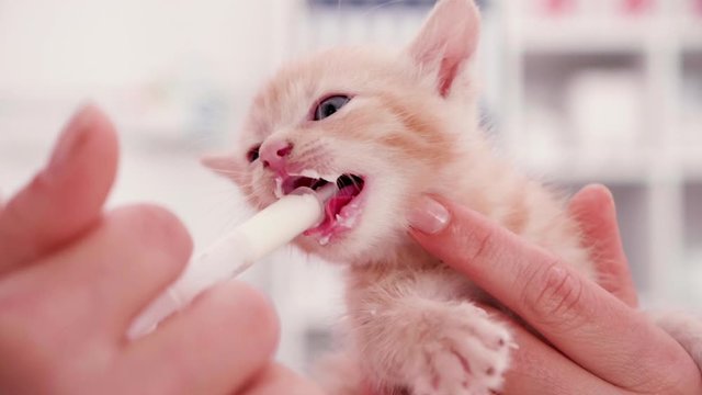 Hand feeding a cute orphaned baby kitten - young ginger tabby cat chewing on a syringe filled with milk