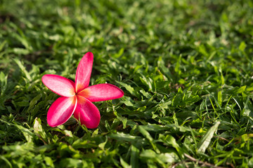 Yellow and pink plumeria flower on wooden board background, copy space