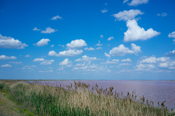 Natural landscape with pink salt lake.