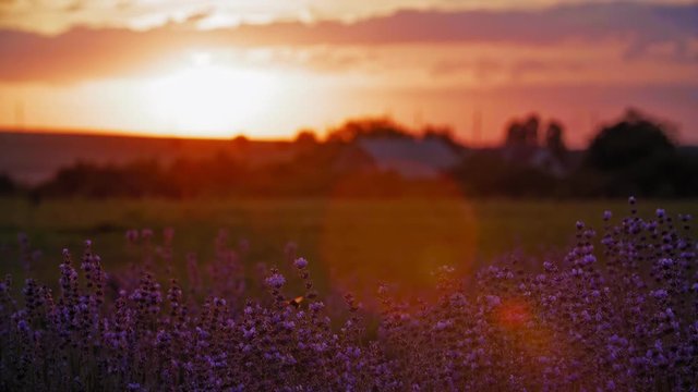 Sunset Over A Field Of Lavender in 4k