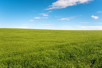 View of a barley field in the countryside of Scotland on a clear early summer day