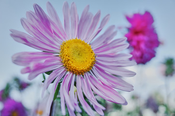 Obraz premium Beautiful flower close-up on a sunny day. Holiday and mood. Present