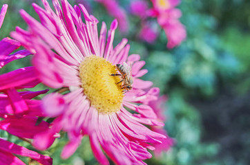 A bee on a flower close-up collects honey. Sunny day