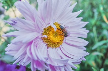 A bee on a flower close-up collects honey. Sunny day
