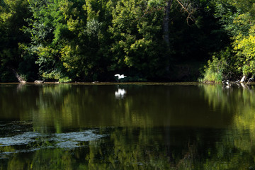 Abandoned pond, trees along the banks, white bird (heron) on the shore, reflection of trees, shrubs in the water