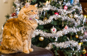 Christmas theme - a long haired ginger coloured cat sitting in front of a decorated Christmas tree. Cat in focus, tree gently out of focus