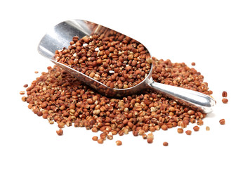 Job's tears coix lachryma jobi grain seeds on white background