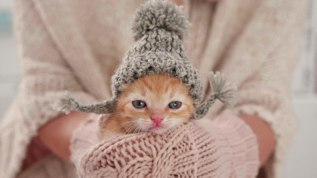Hands in gloves holding cute kitten prepared for winter, wearing knitted woolen hat for the cold weather. Animal clothing concept.