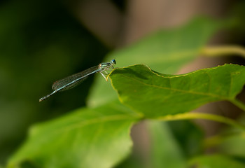 White-legged Damselfly, Platycnemis pennipes, on a leaf tip. Italy.