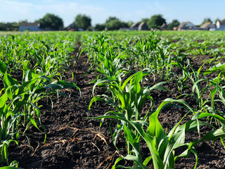 A field with small shoots of corn.