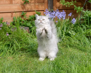 Cute British Longhair kitten, black-silver-spotted-tabby, standing on its hind legs and begging outside in a green grass meadow in a garden