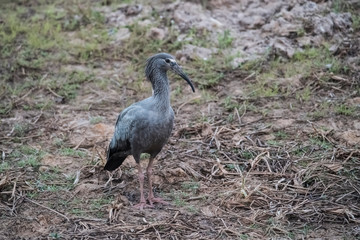 Plumbeous ibis, Mato Grosoo,Pantanal,Brazil