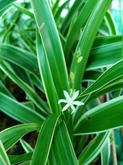 green leaves of aloe vera plant