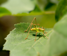 Speckled Bush-cricket - Leptophyes punctatissima. Orange and green. Profile.