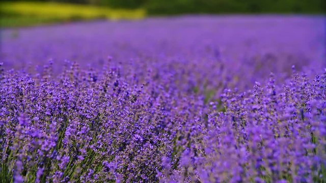 Closeup view of beautiful endless rows of blooming lavender flowers in a scented field in 4k (UHD)