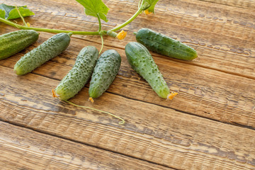 Cucumbers with green leaves on wooden boards.