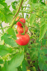 Ripe red tomatoes growing on bush in the garden.