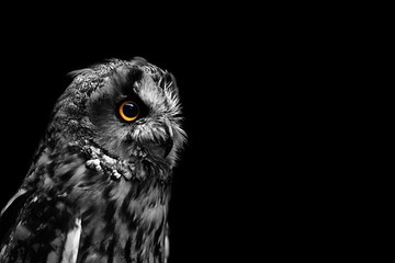 owl eyes in the dark
