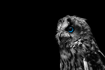 owl eyes in the dark