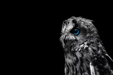 Foto op Plexiglas owl eyes in the dark © Denis