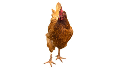 Chicken egg breed walking on a white background
