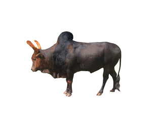 Thai cow isolated if on a white background                              
