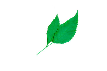Fototapeta premium Red green leaves