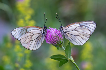 Pieridae / Alıç Kelebeği / Black-veined White / Aporia crataegi	