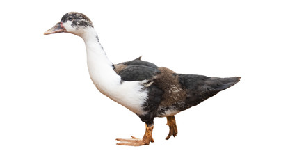 Geese in Thailand, isolated on a white background