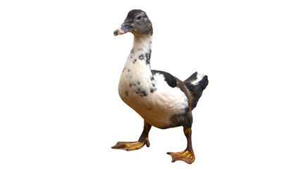 Geese in Thailand, isolated on a white background