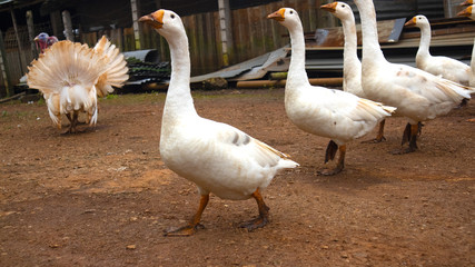 White duck on a duck farm in northern Thailand