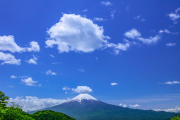 Obraz premium 富士山と雲と新緑の木立