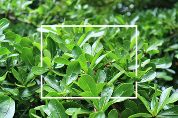 Obraz premium Creative layout made of flowers and leaves with paper card note. Flat lay. Nature concept