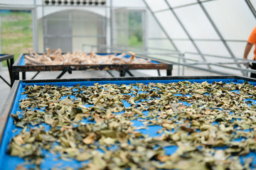 herb spice drying in sun solar dryer greenhouse by sunlight.