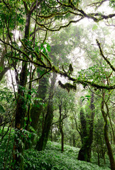 Beautiful natural forest in Thailand