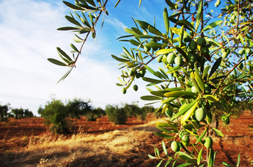 green olives on branch at field