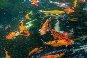 Colorful Koi fish swimming waiting for food in a pond can be use to background, wallpaper,screensaver, copy-space, add-text, Japan Traditional Art is concept.
