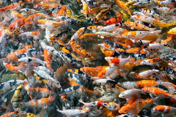 Obraz na płótnie Canvas Colorful Koi fish swimming in pond