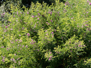 (Indigofera heterantha) Indigo de l'himalaya ou indigotier rose au feuillage vert-gris, à...